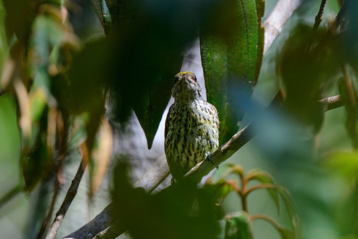 Antillean Piculet - ML621579895