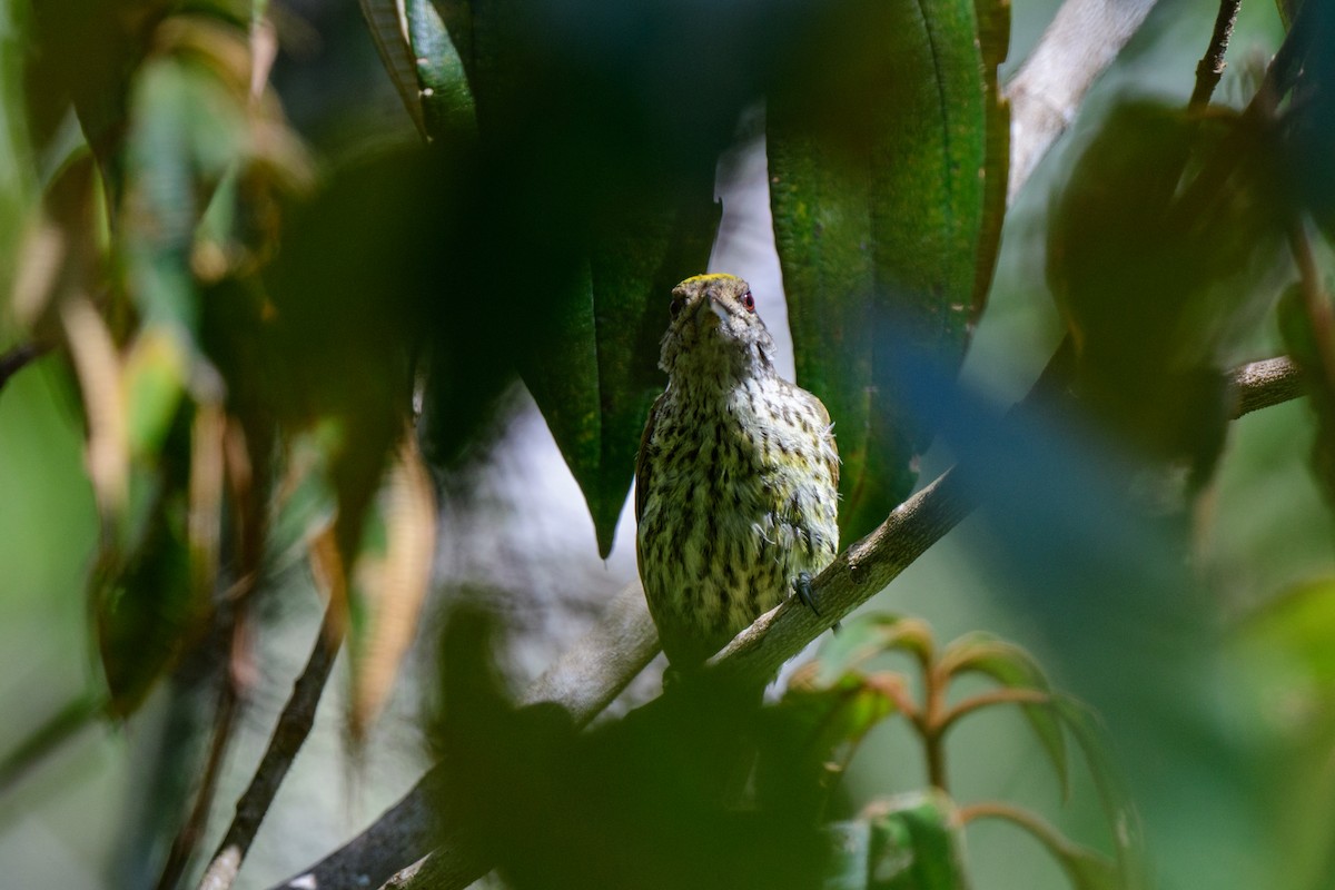 Antillean Piculet - ML621579896