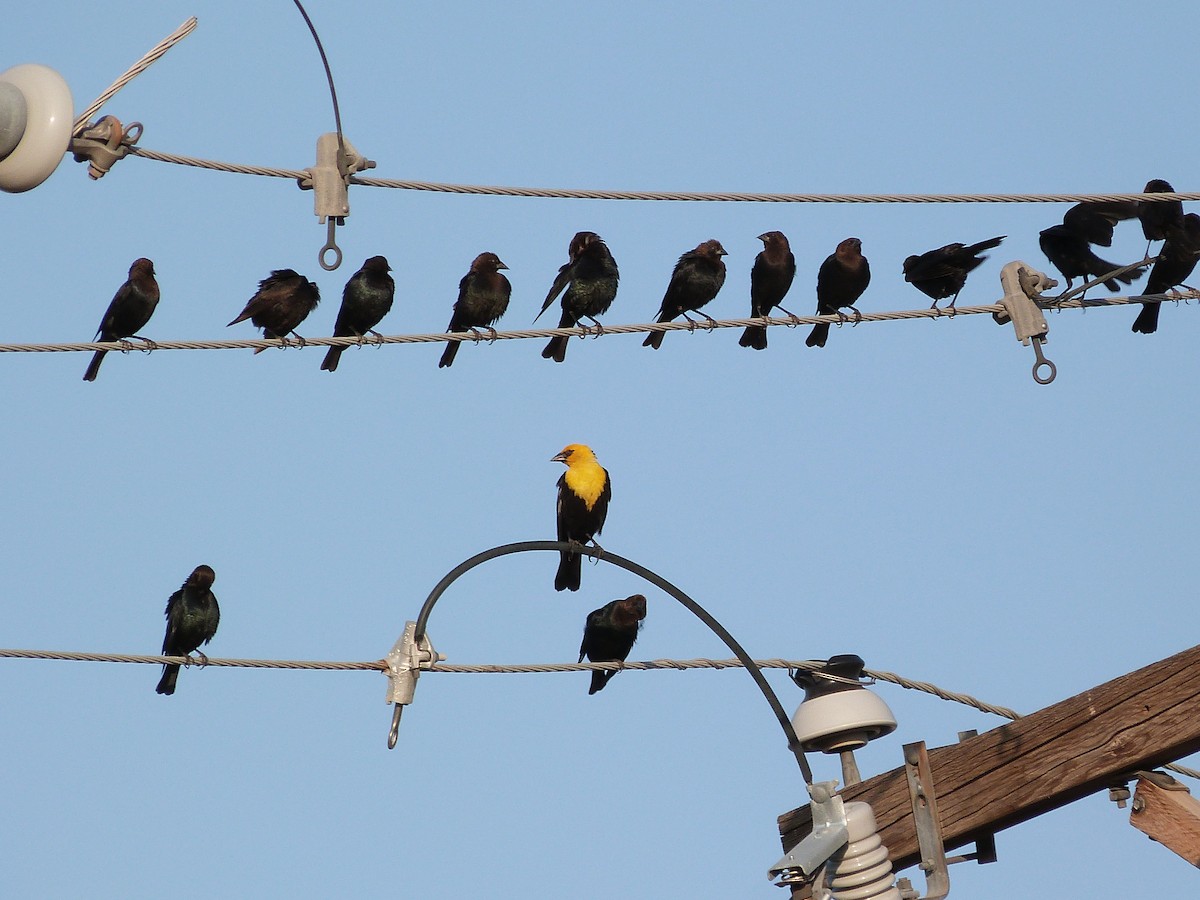 Yellow-headed Blackbird - ML621580194