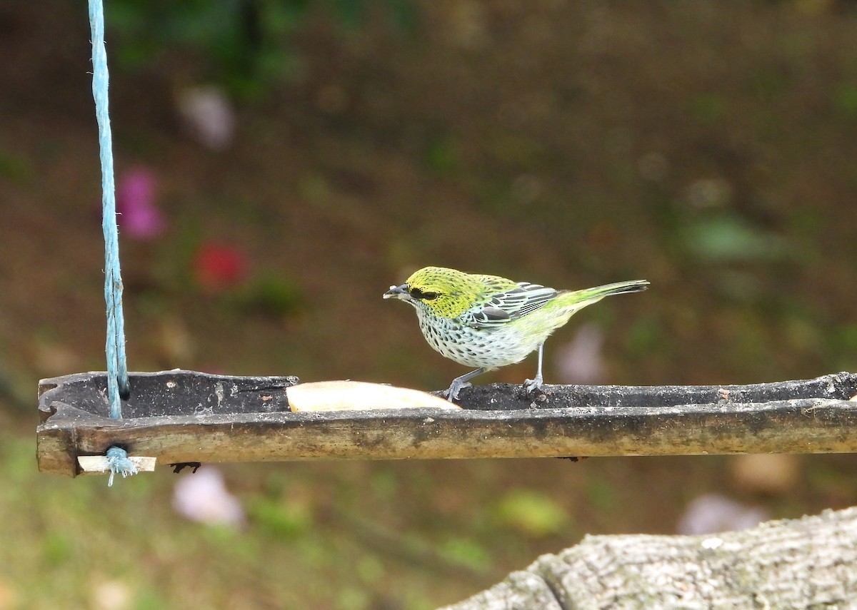 Speckled Tanager - ML621580206