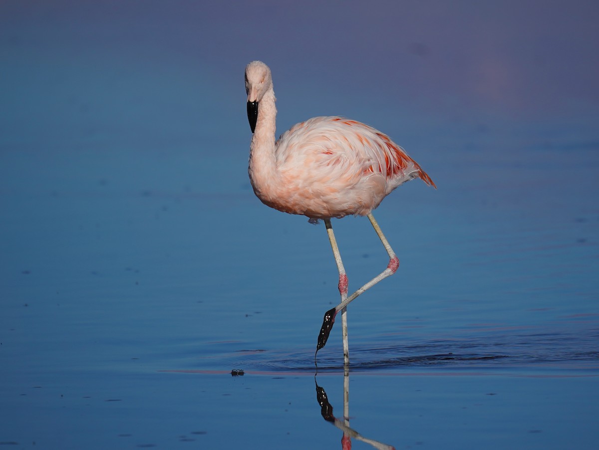 Chilean Flamingo - ML621580279