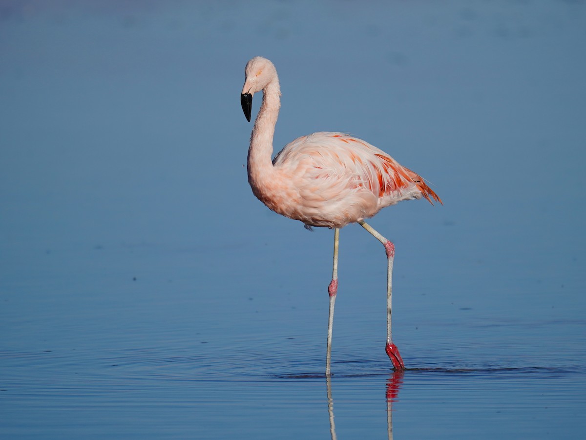 Chilean Flamingo - ML621580295