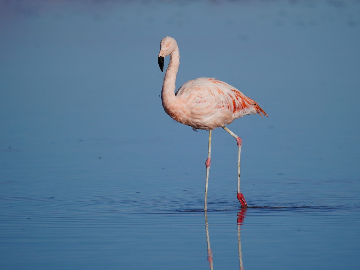 Chilean Flamingo - ML621580296