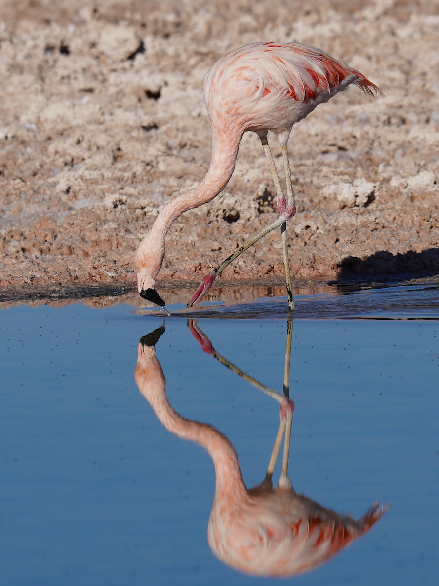 Chilean Flamingo - ML621580301