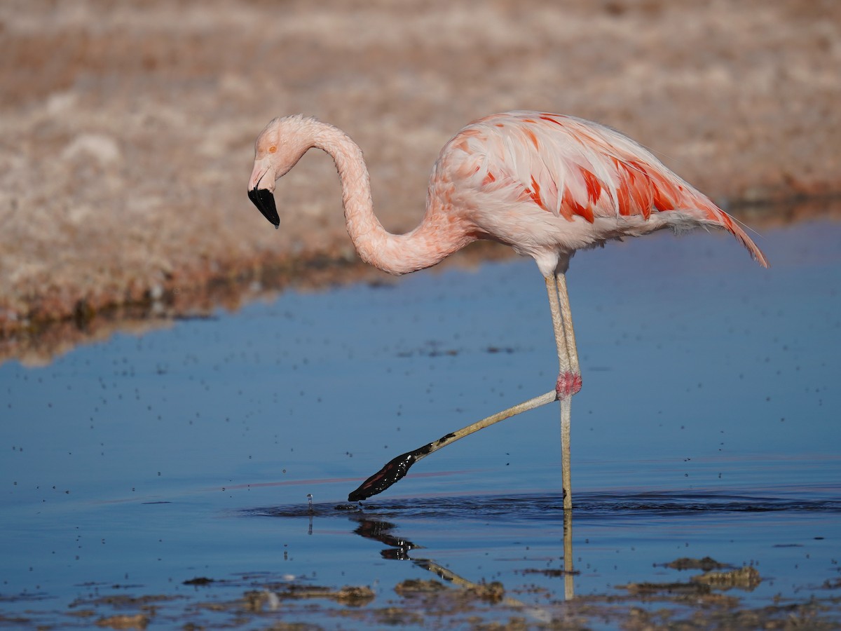 Chilean Flamingo - ML621580306