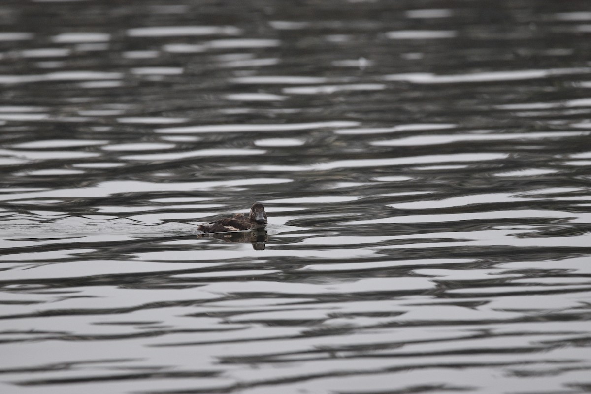 Surf Scoter - ML621580456