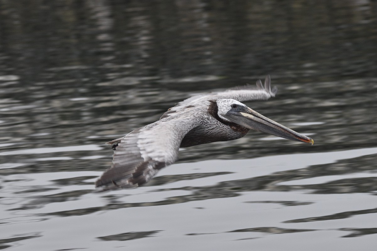 Brown Pelican (California) - ML621580473