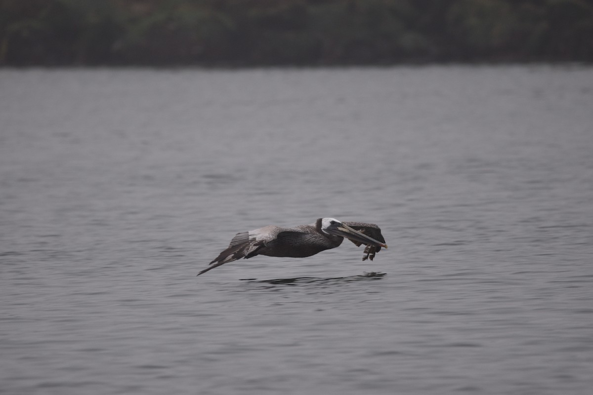 Brown Pelican (California) - ML621580474