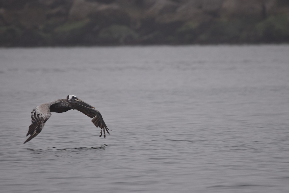 Brown Pelican (California) - Josiah Parris