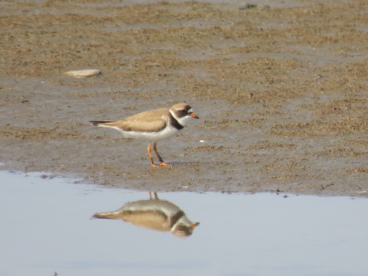 Semipalmated Plover - ML621580501