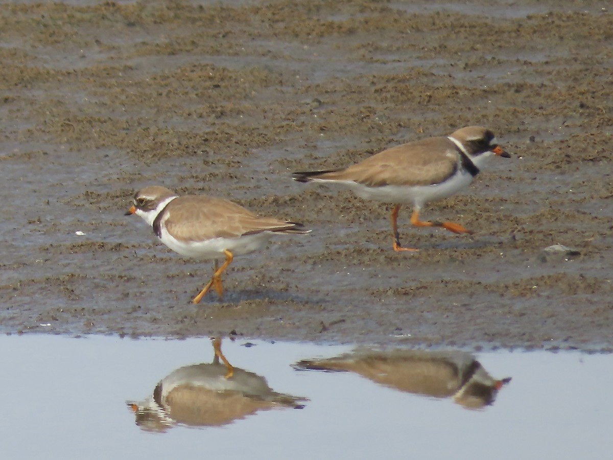 Semipalmated Plover - ML621580502