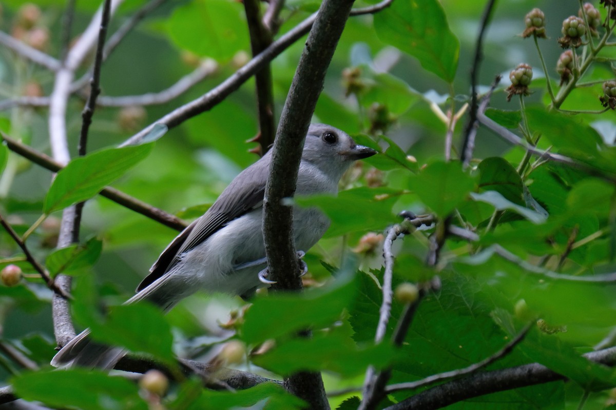 Mésange bicolore - ML621580522