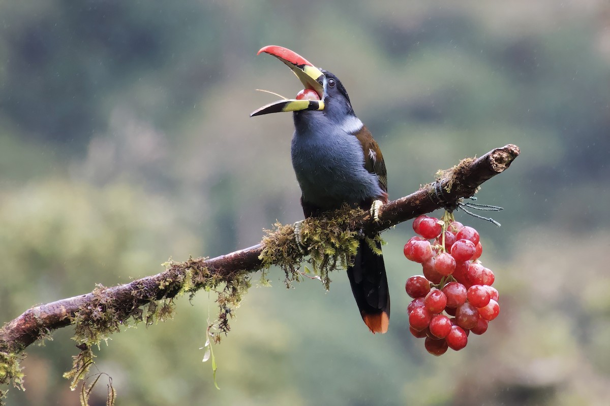Gray-breasted Mountain-Toucan - ML621580576