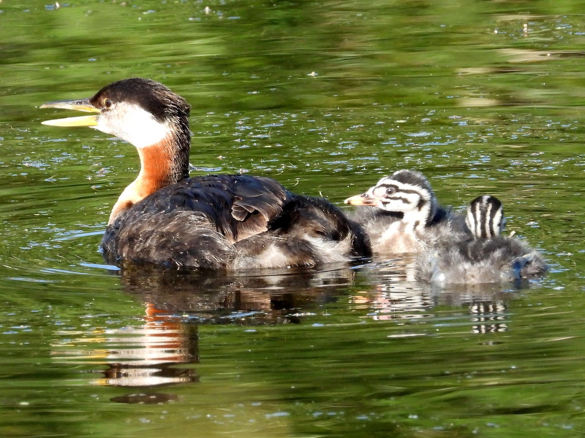 Red-necked Grebe - ML621580582
