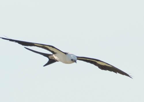 Swallow-tailed Kite - ML621580596