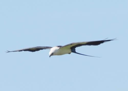 Swallow-tailed Kite - ML621580597