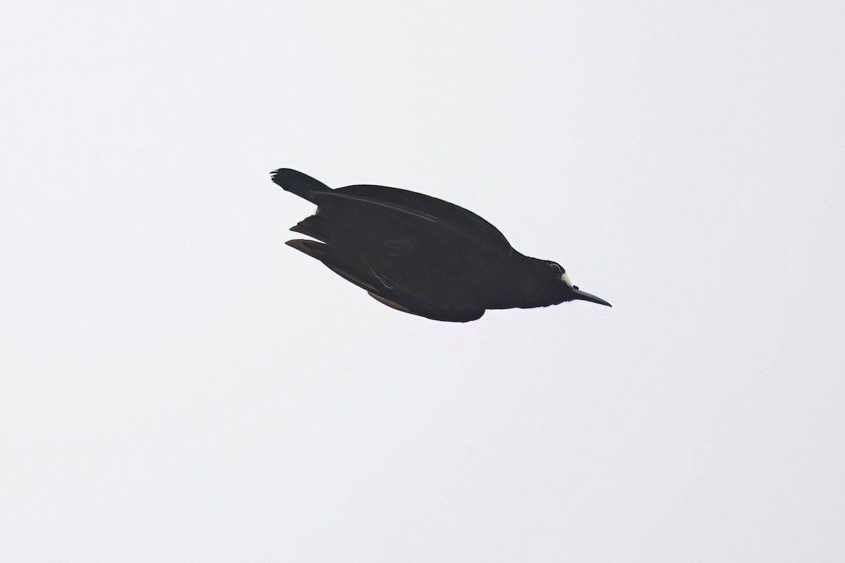 Short-tailed Paradigalla - ML621580617