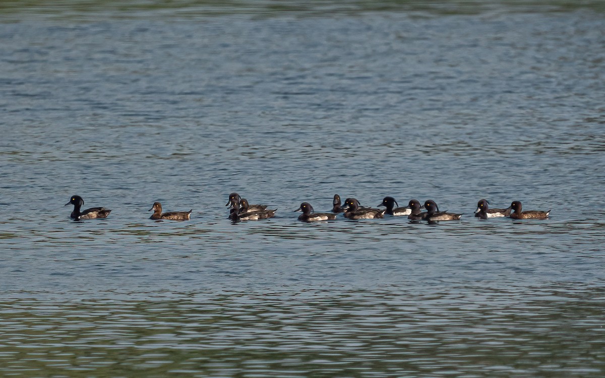 Tufted Duck - ML621580665