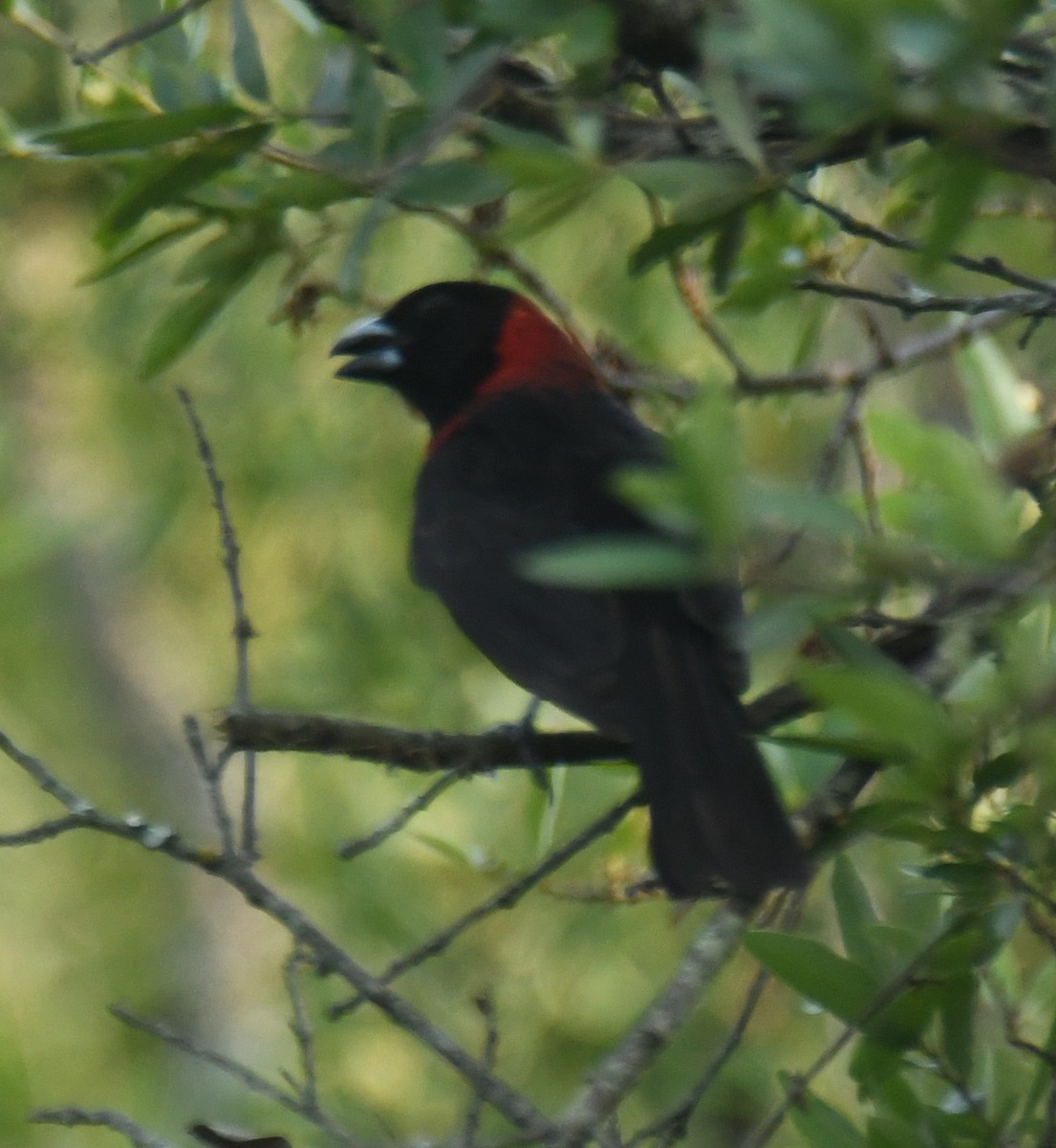 Crimson-collared Grosbeak - ML621580670