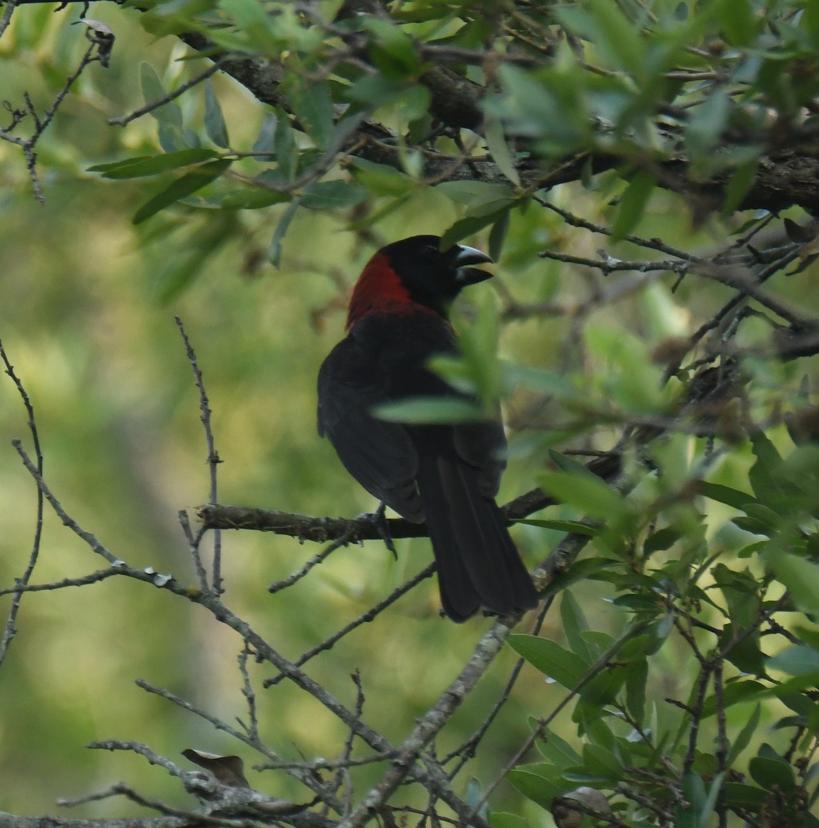 Crimson-collared Grosbeak - ML621580671