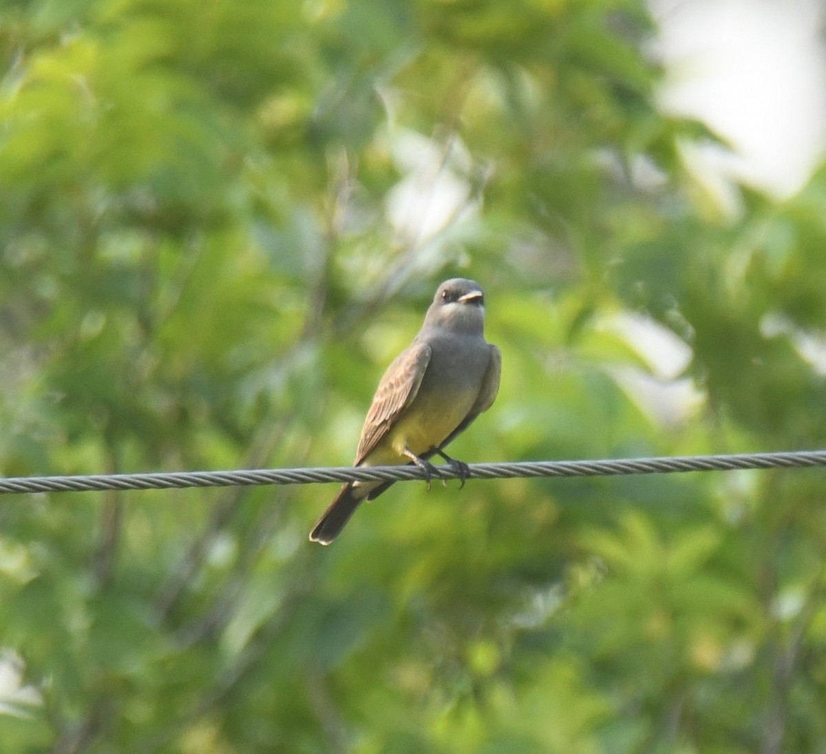 Cassin's Kingbird - ML621580685