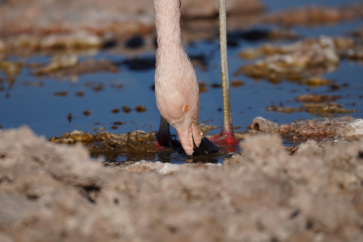 Chilean Flamingo - ML621580687