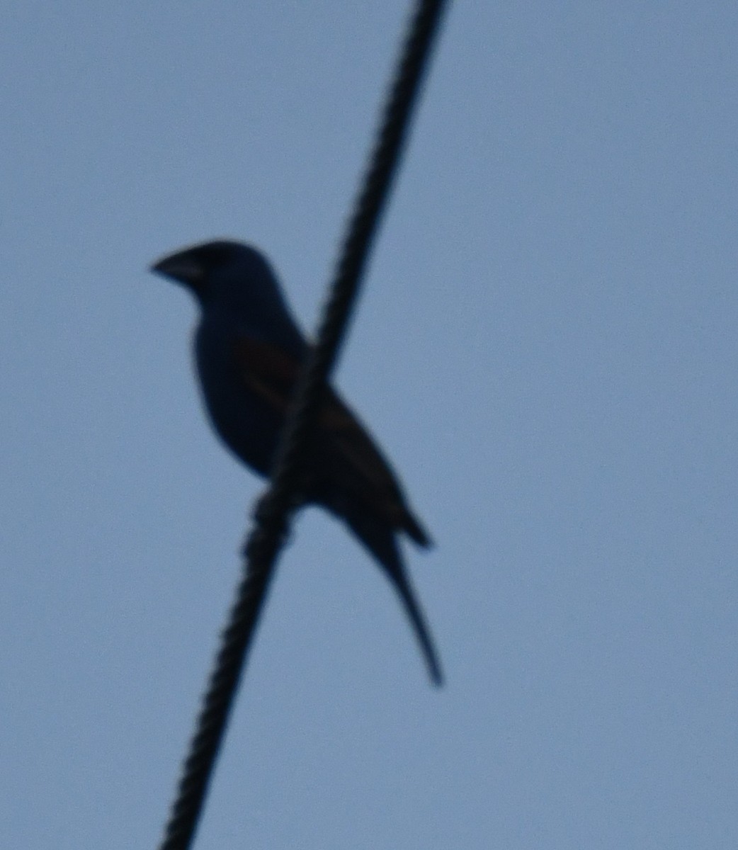 Blue Grosbeak - Leonardo Guzmán (Kingfisher Birdwatching Nuevo León)