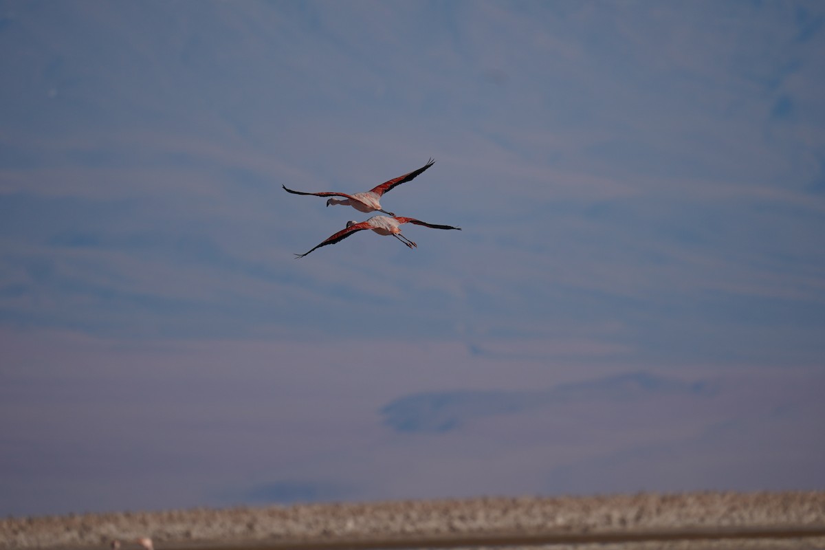 Chilean Flamingo - ML621580740