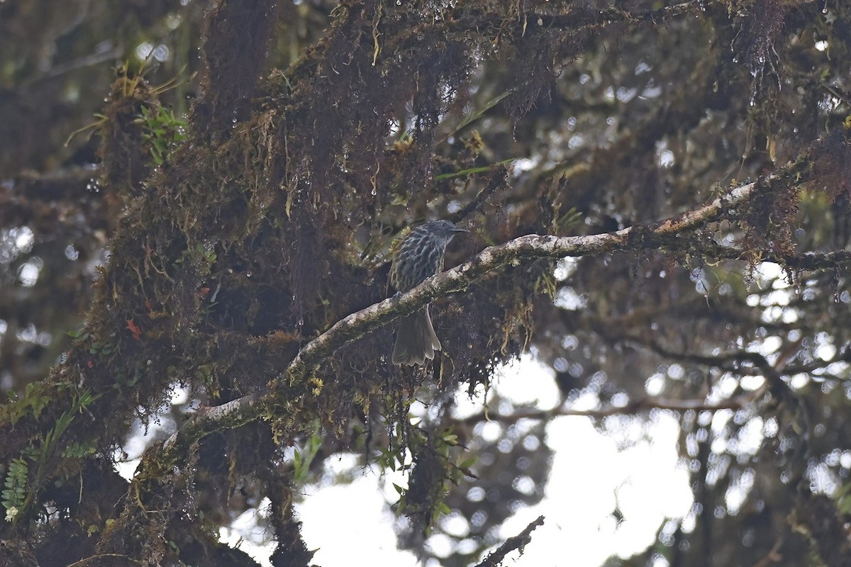 Gray-streaked Honeyeater - Marcin Sidelnik