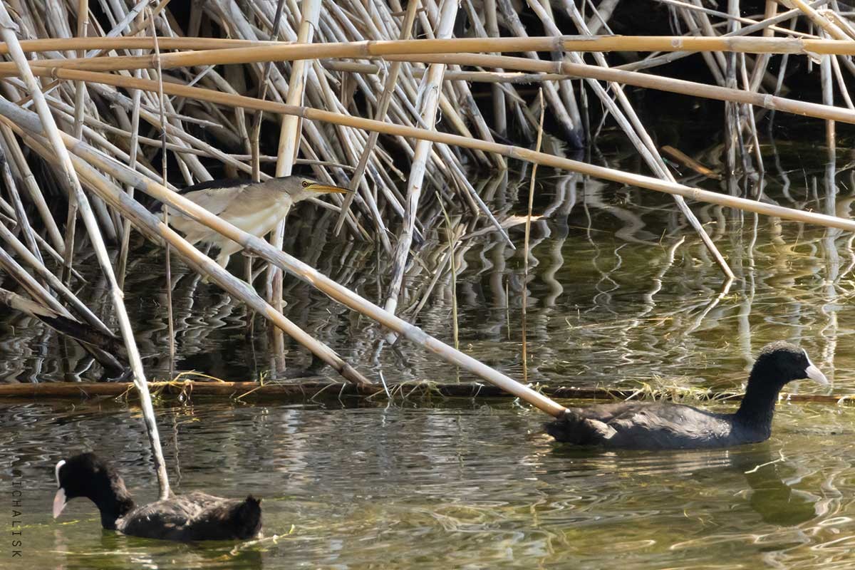 Little Bittern - ML621580790