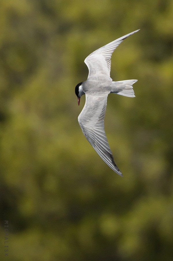 Whiskered Tern - ML621580796