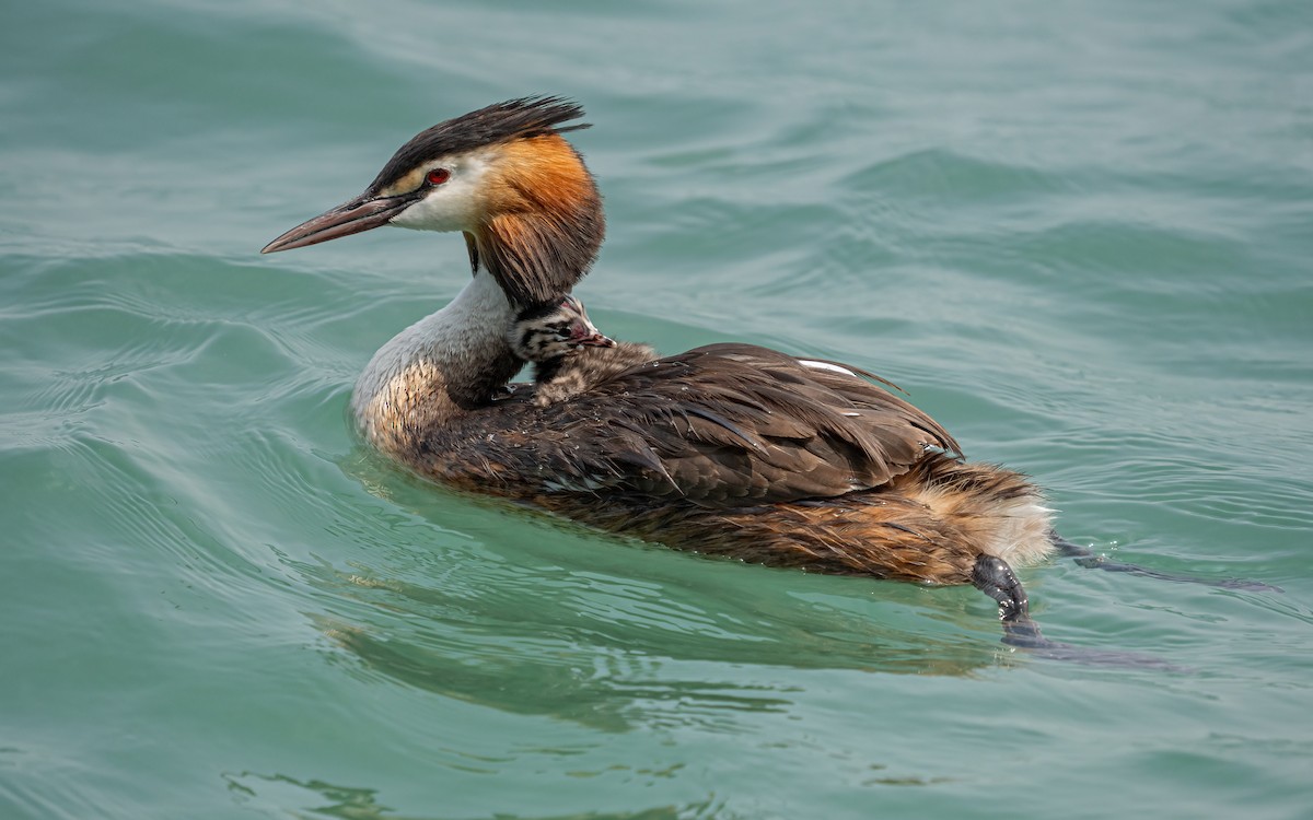Great Crested Grebe - ML621580921
