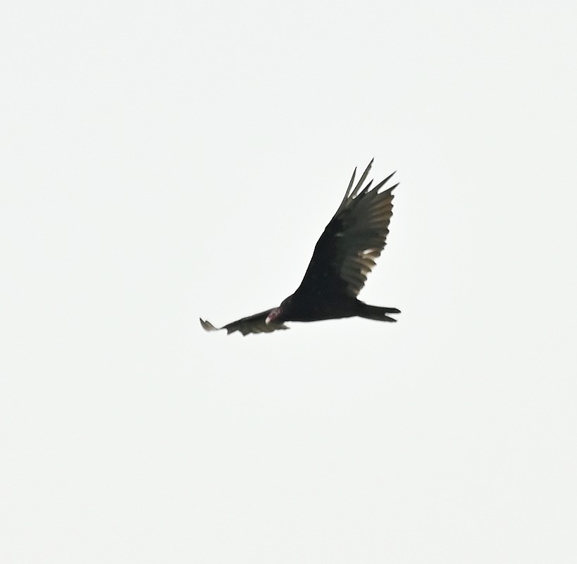 Turkey Vulture - ML621580930