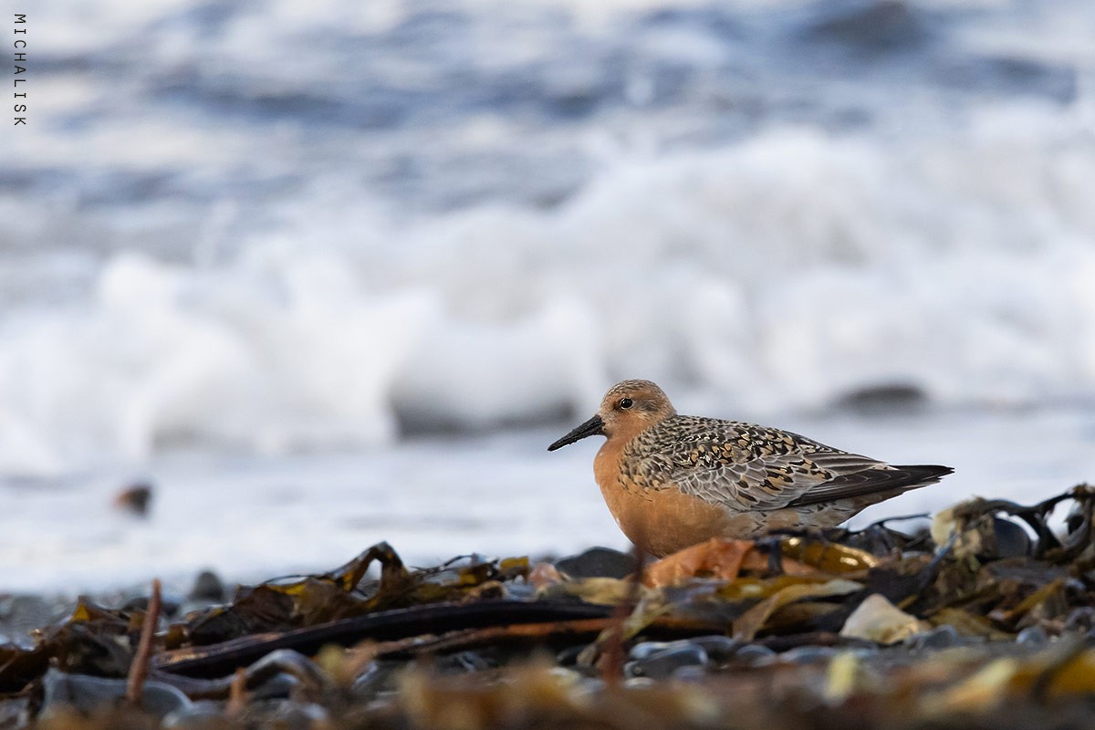 Red Knot - ML621580942