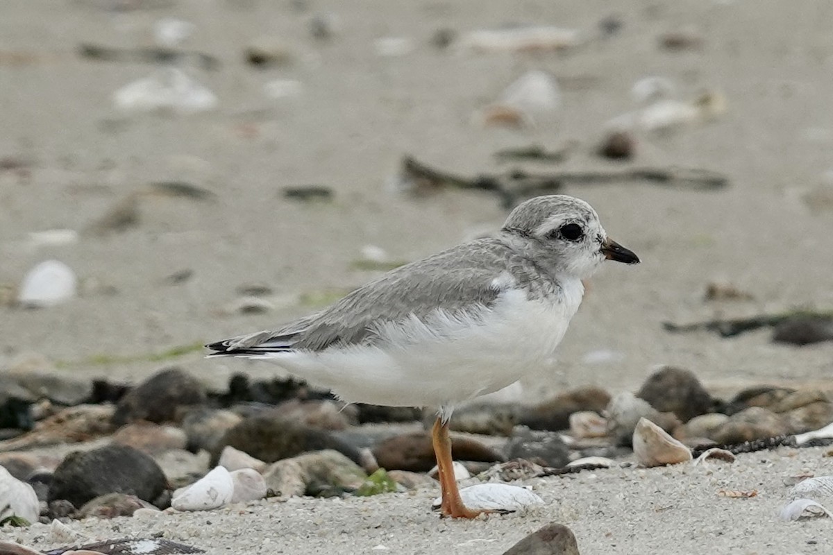 Piping Plover - ML621581026