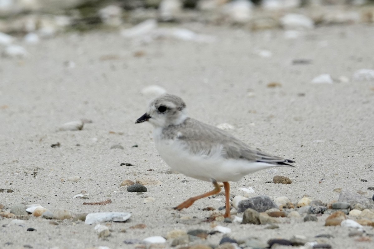 Piping Plover - ML621581027