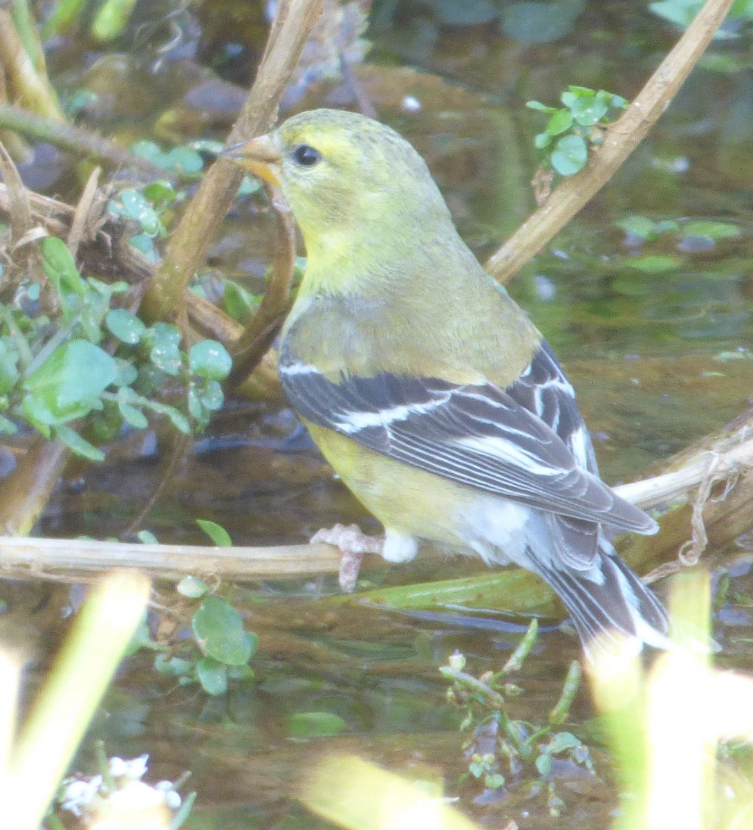 Western Tanager - ML621581032