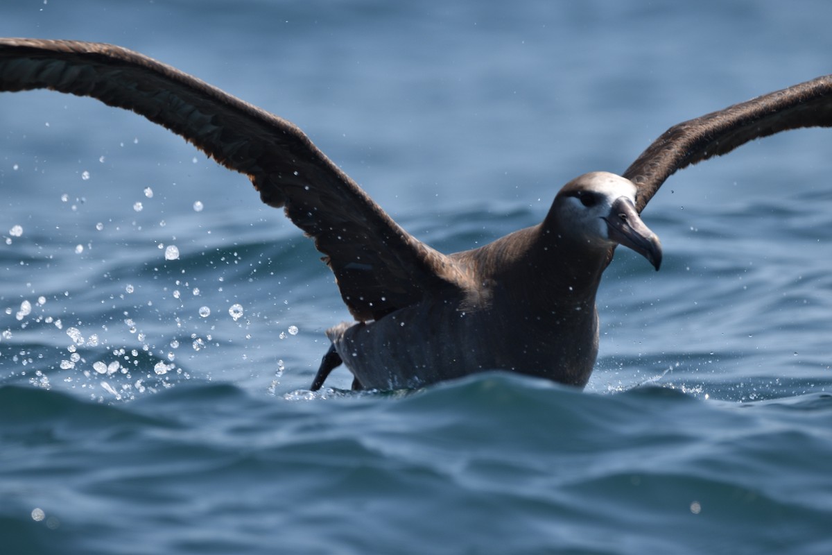 Black-footed Albatross - ML621581034