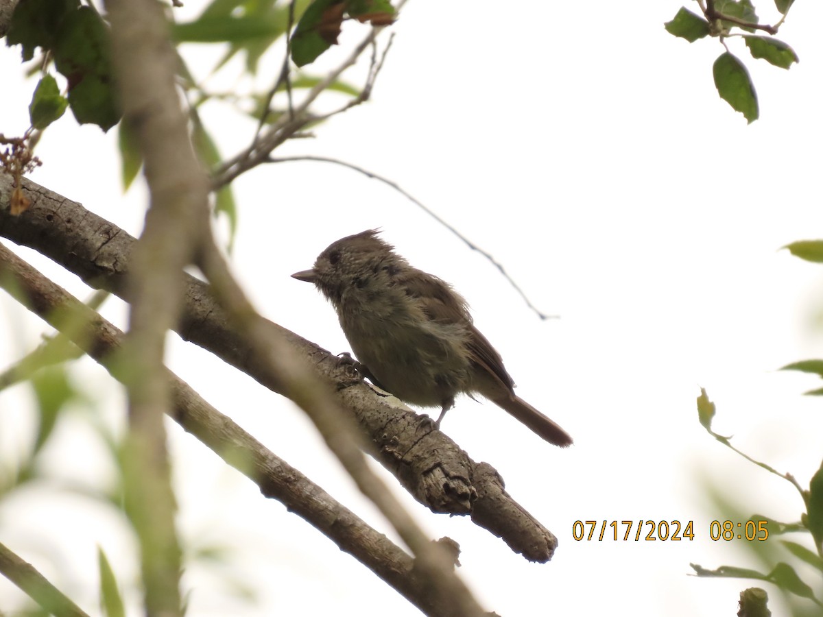 Oak Titmouse - ML621581061