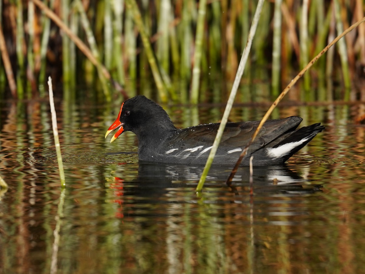 Common Gallinule - ML621581080