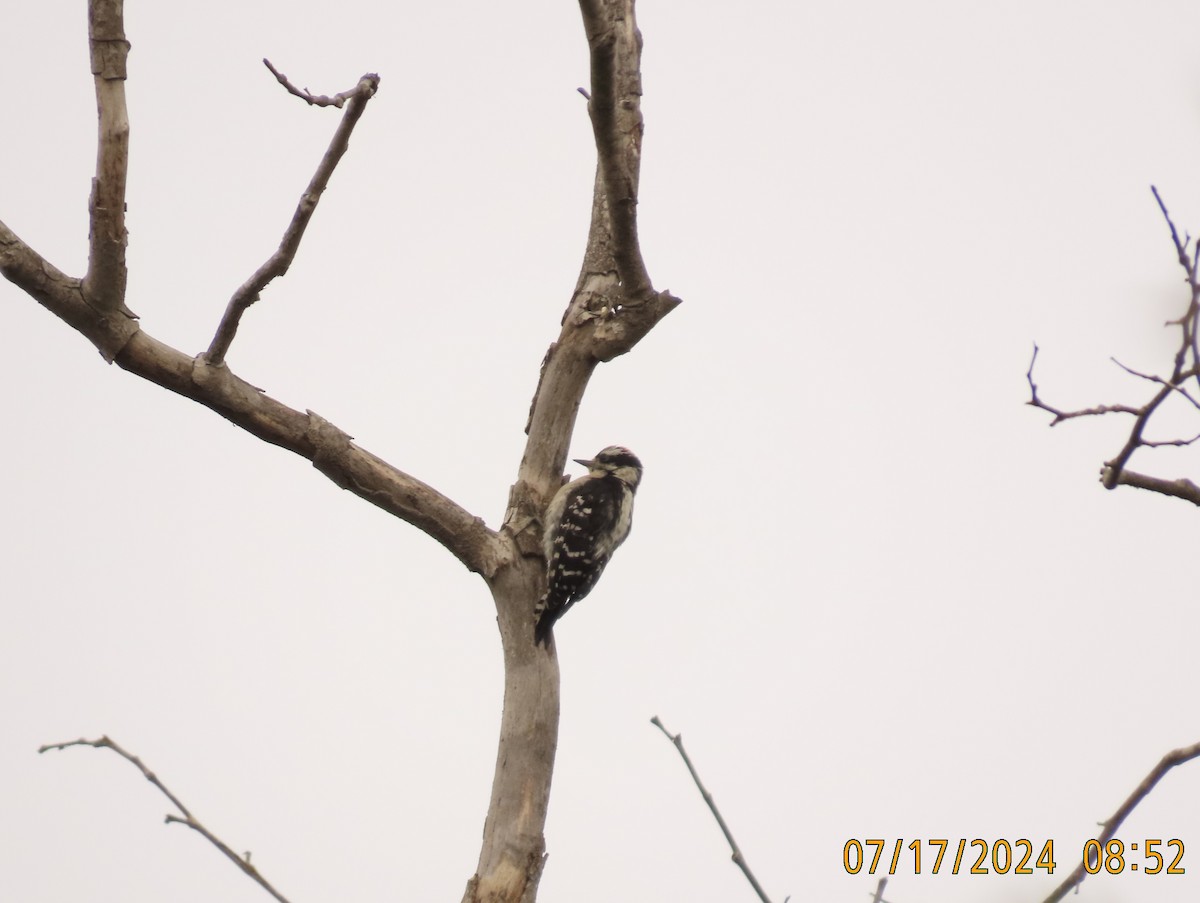 Downy Woodpecker - ML621581082
