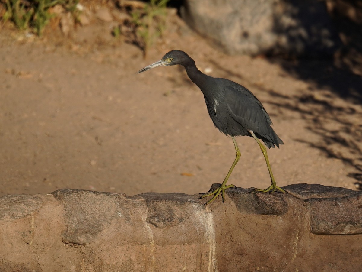 Little Blue Heron - ML621581084