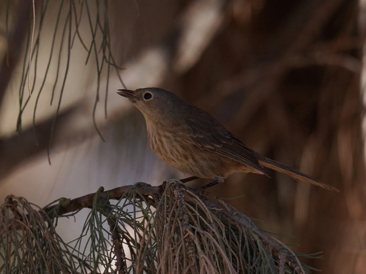 Slender-billed Finch - ML621581111