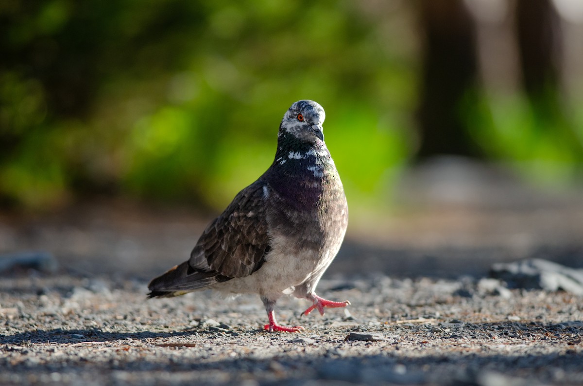 Rock Pigeon (Feral Pigeon) - ML621581125
