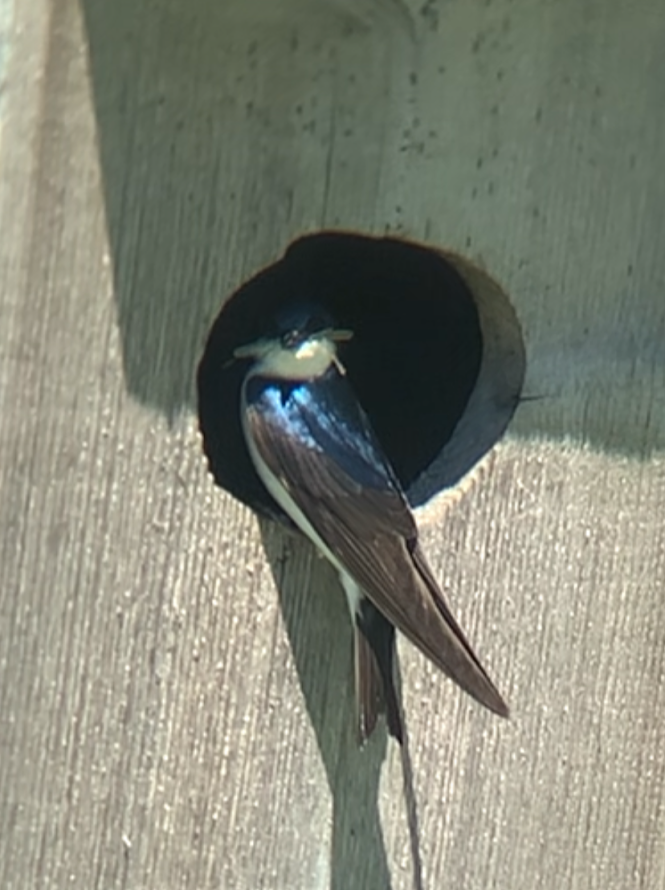 Tree Swallow - ML621581130