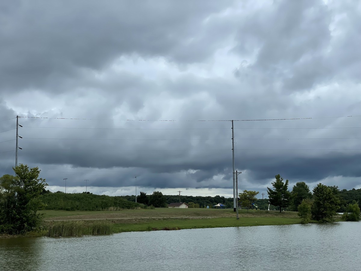 Purple Martin - ML621581154