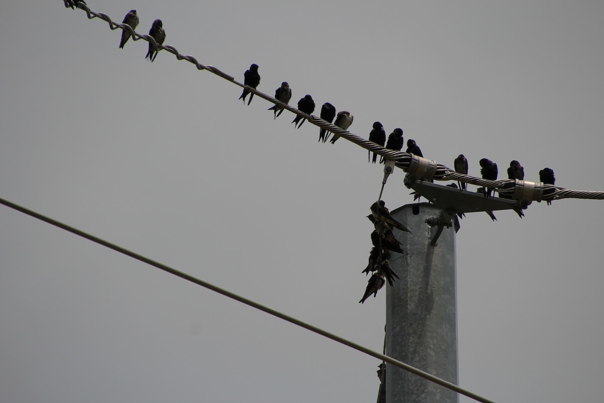 Purple Martin - ML621581155