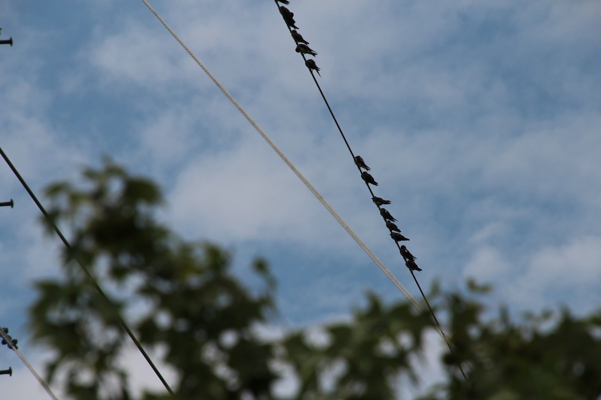 Purple Martin - ML621581156