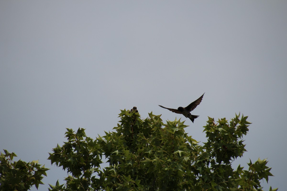 Purple Martin - ML621581157