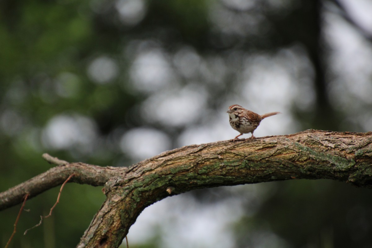 Song Sparrow - ML621581182